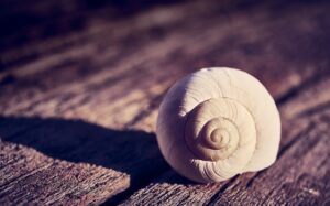 Snail Challenges Break Through Your Comfort Zone